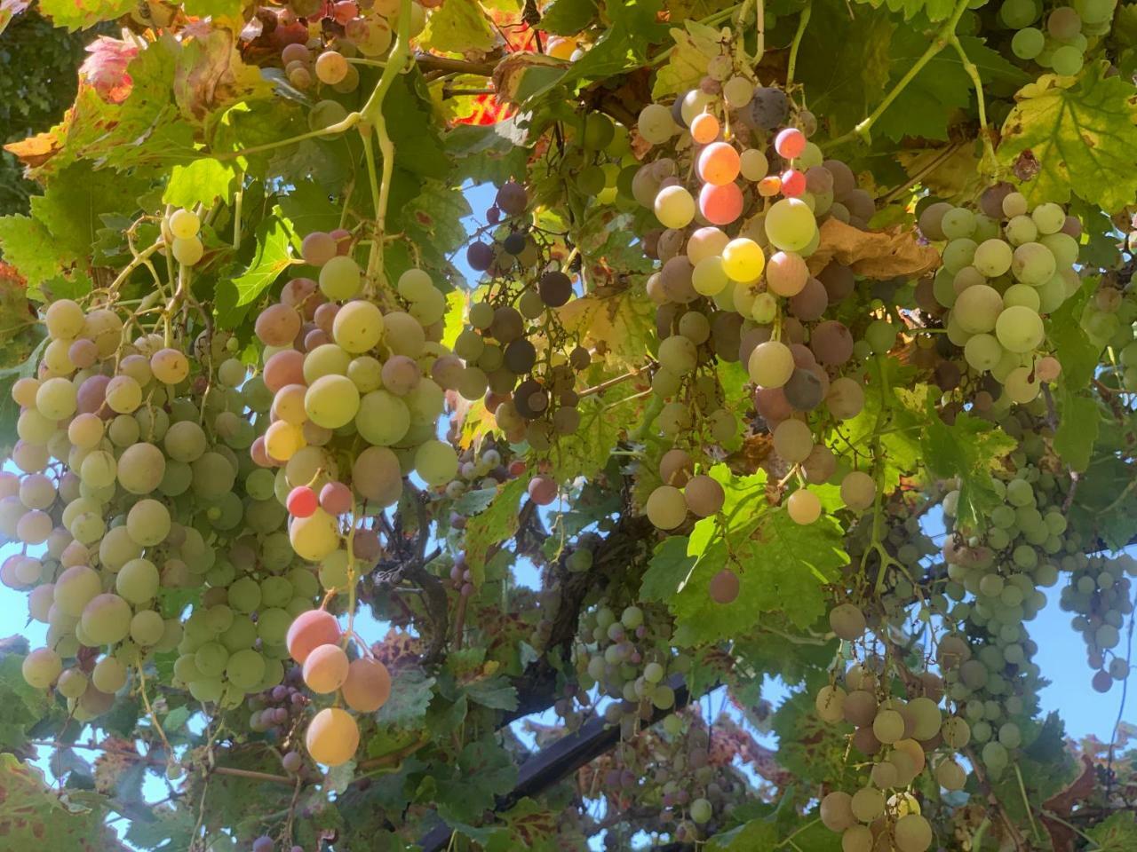 לינה וארוחת בוקר Lujan de Cuyo Quinta Ugarte מראה חיצוני תמונה