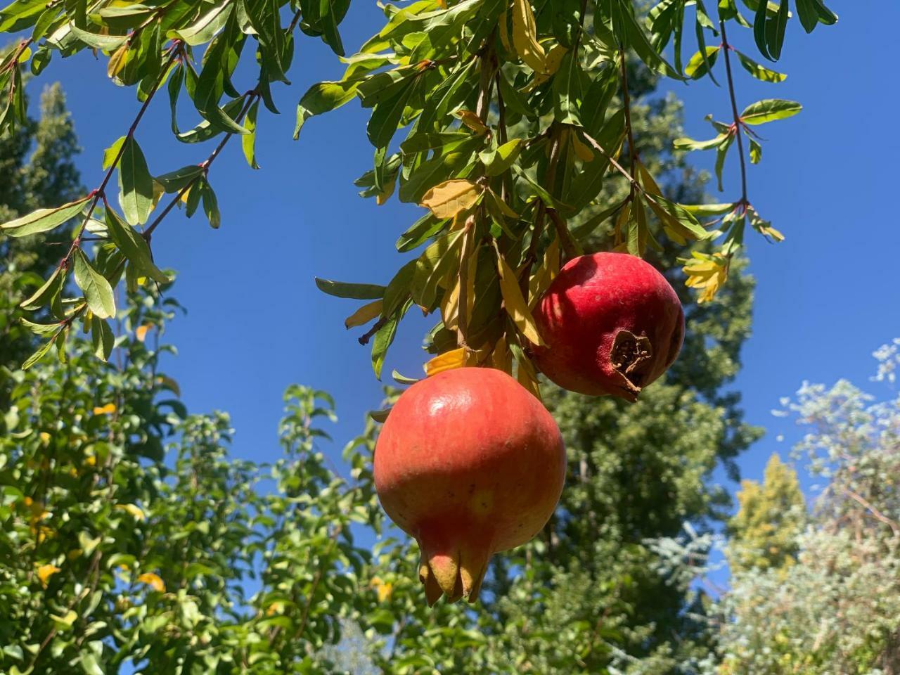 לינה וארוחת בוקר Lujan de Cuyo Quinta Ugarte מראה חיצוני תמונה